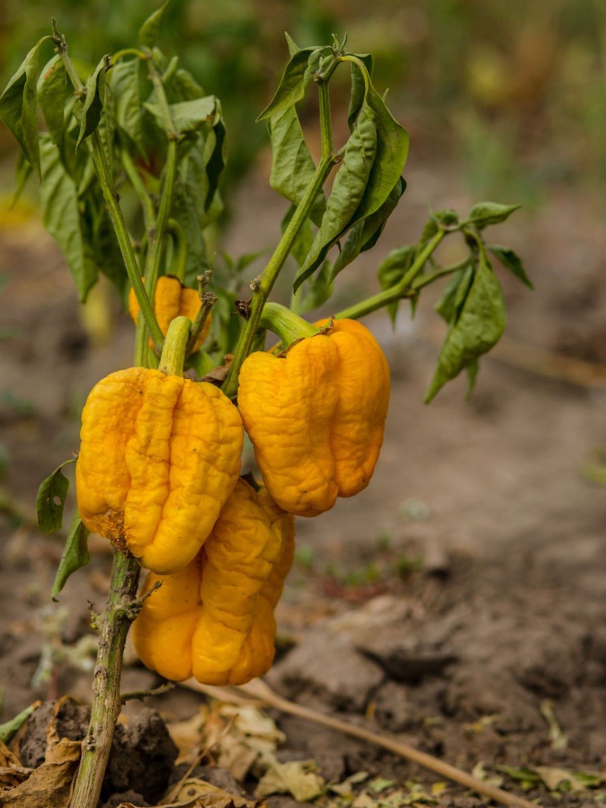 Wilted Pepper Plant