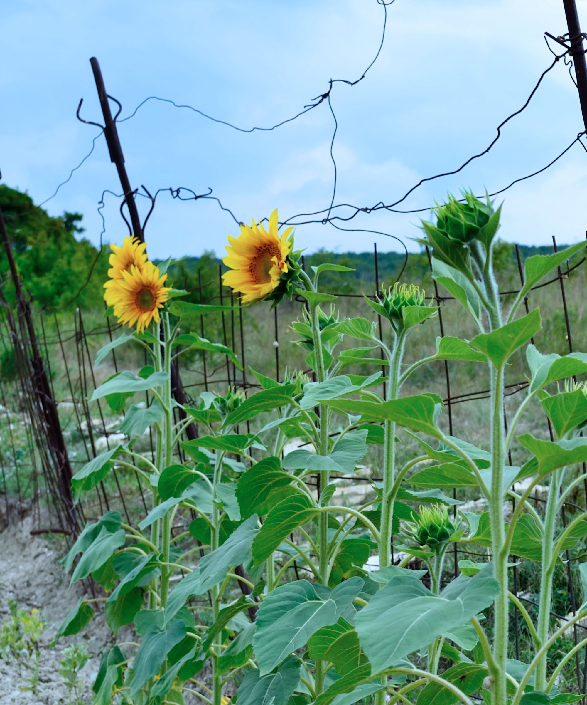 yellow sunflowers growing up a trellis
