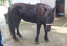 dublin-sale-pony.jpg