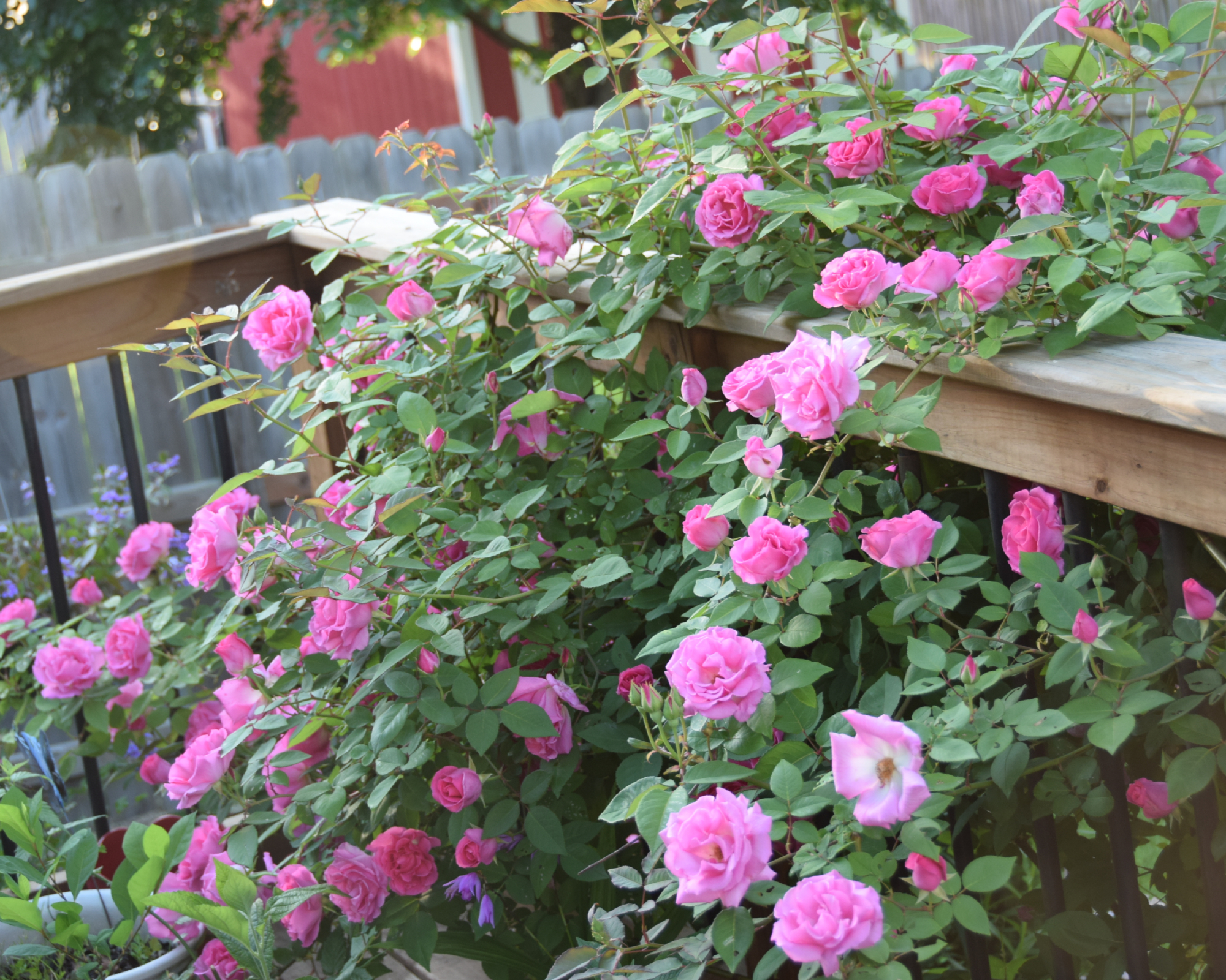 Pink climbing rose vine on railing