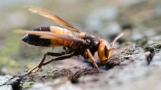 Vespa soror, pictured here, is a giant hornet found in Asia, and a sister species to the infamous "murder hornet" Vespa mandarinia.