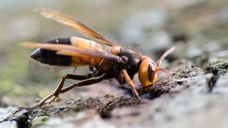 Vespa soror, pictured here, is a giant hornet found in Asia, and a sister species to the infamous "murder hornet" Vespa mandarinia.