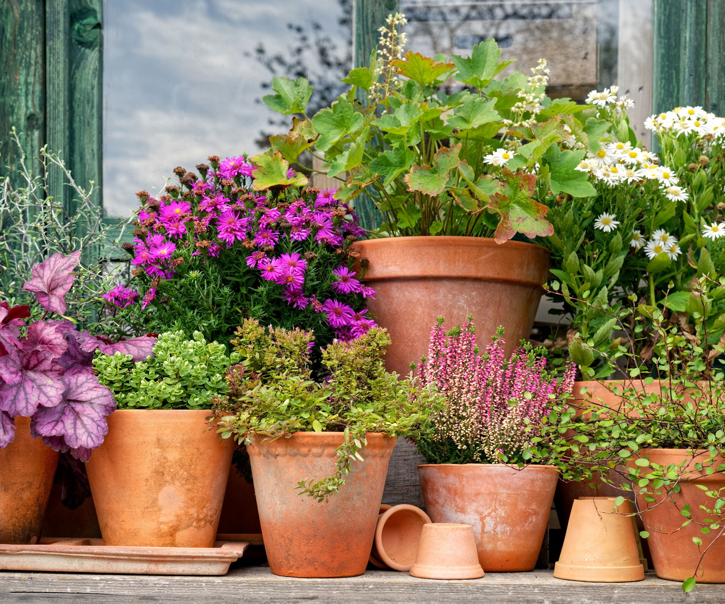terracotta containers filled with plants and flowers including heather and heuchera