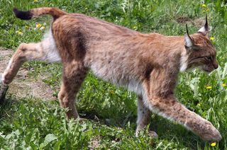 An adult Eurasian lynx (Lynx lynx).