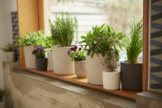 how to protect plants from winter: plants on windowsill