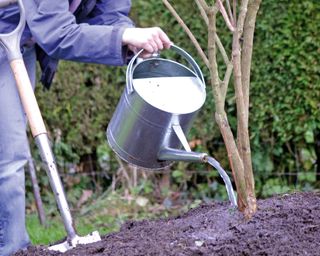 Watering lilac tree to keep its soil damp