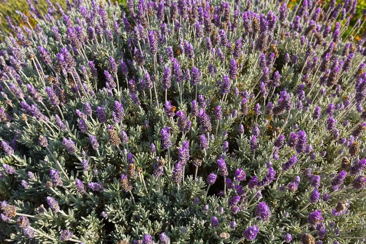 french lavender