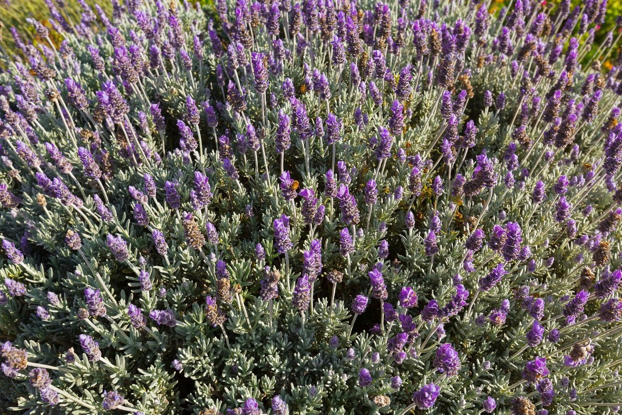 French Lavender vs English Lavender: Is There a Difference? - A-Z Animals