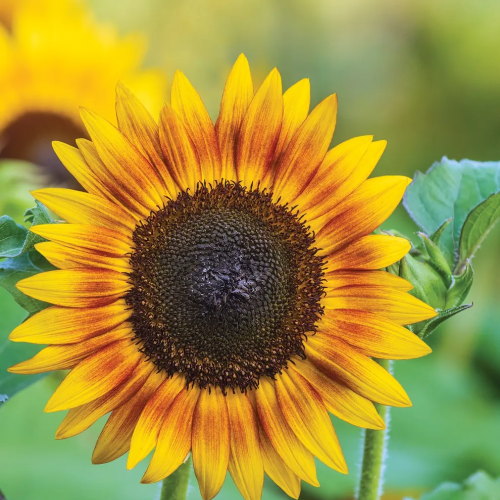 Sunflower, Tiger Eye Hybrid