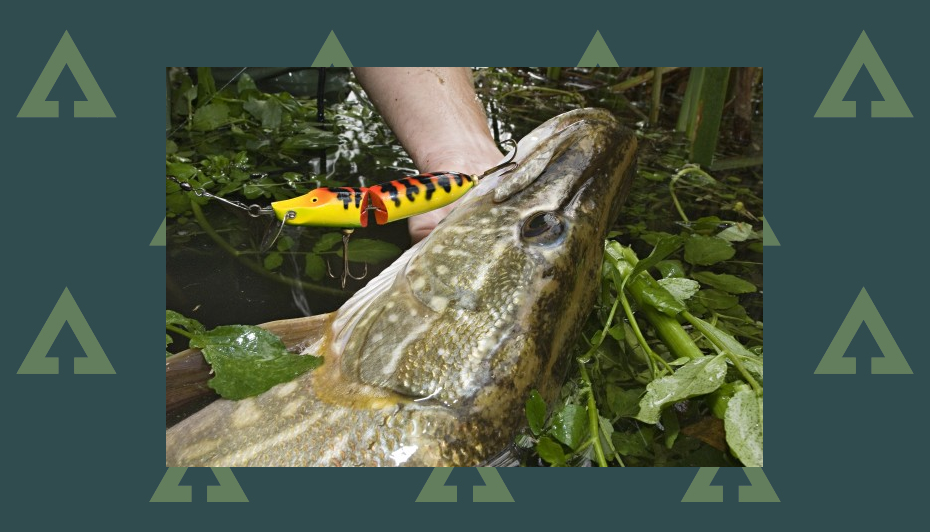 How to catch pike with lures - a pike caught using a lure