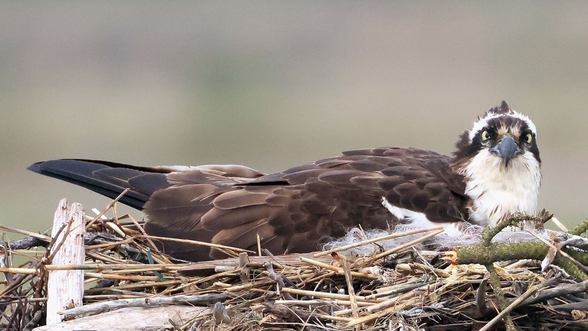 And osprey nesting