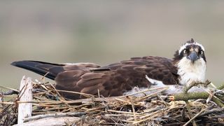 And osprey nesting