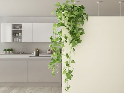 Indoor Climbing Plants - How To Grow Climbing Houseplants