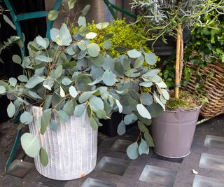 eucalyptus foliage used in rustic holiday display