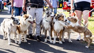 A group of Australian shepherd dogs