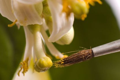 Hand Pollinating Lemon Tree With A Paint Brush