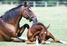mare5.jpg