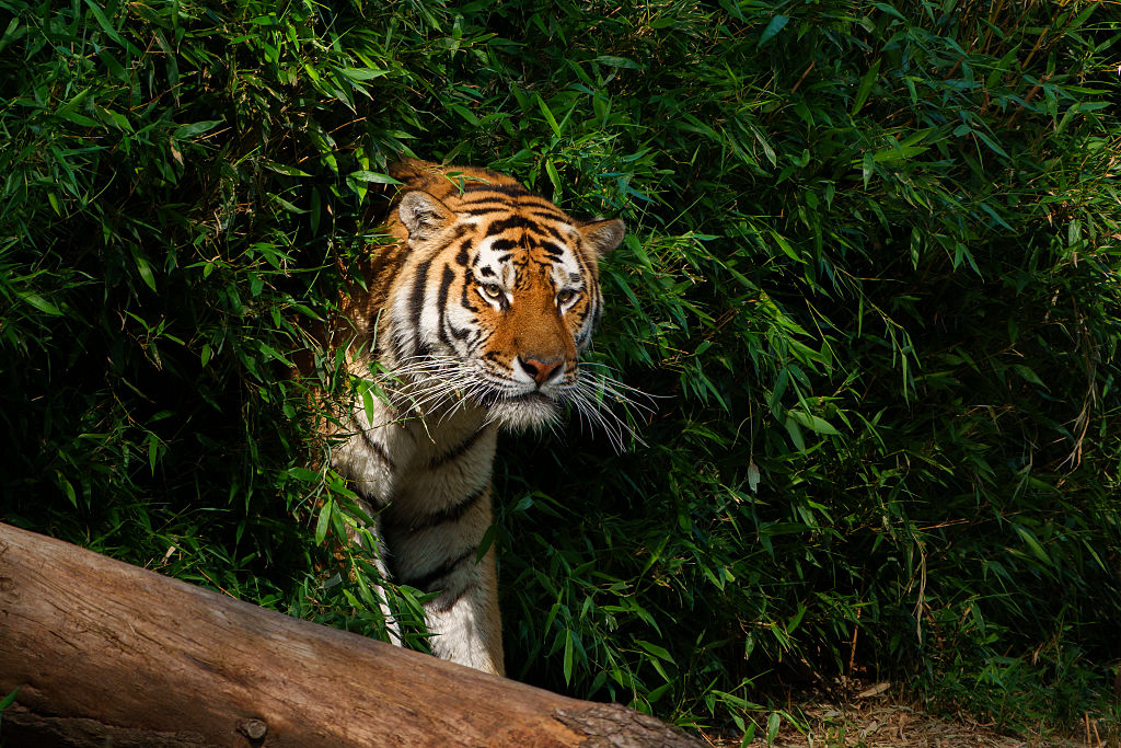 An orange and white striped tiger peeks out among a leafy bush with a felled tree in the foreground.