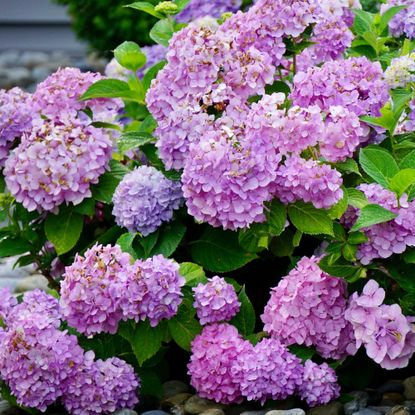 purple hydrangea shrub filled with flowers