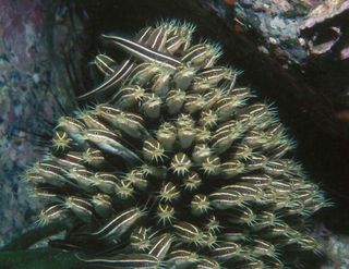 a group of japanese sea catfish