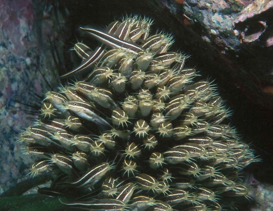 a group of japanese sea catfish