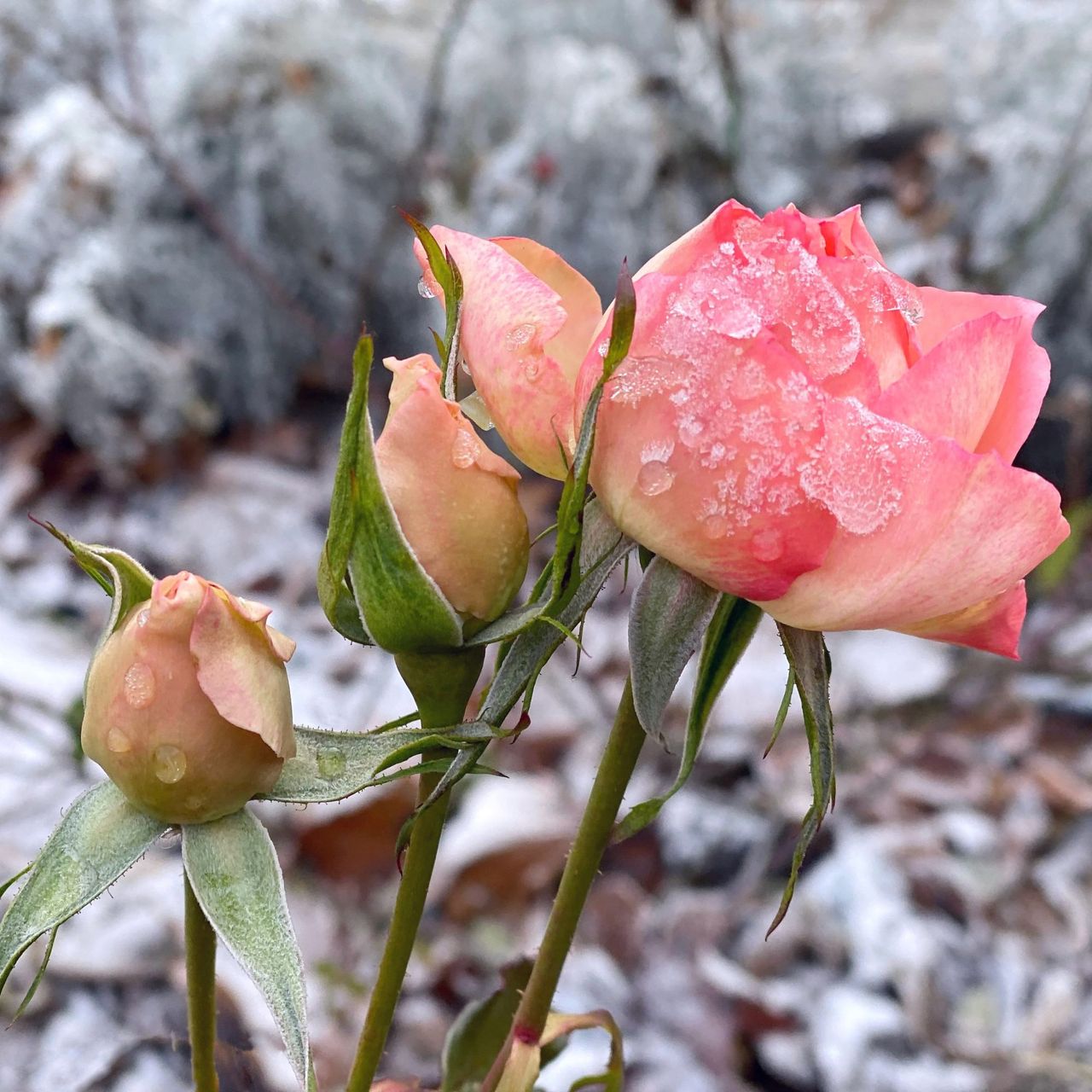 Pink delicate rose flowers under the first winter snow in the garden.
