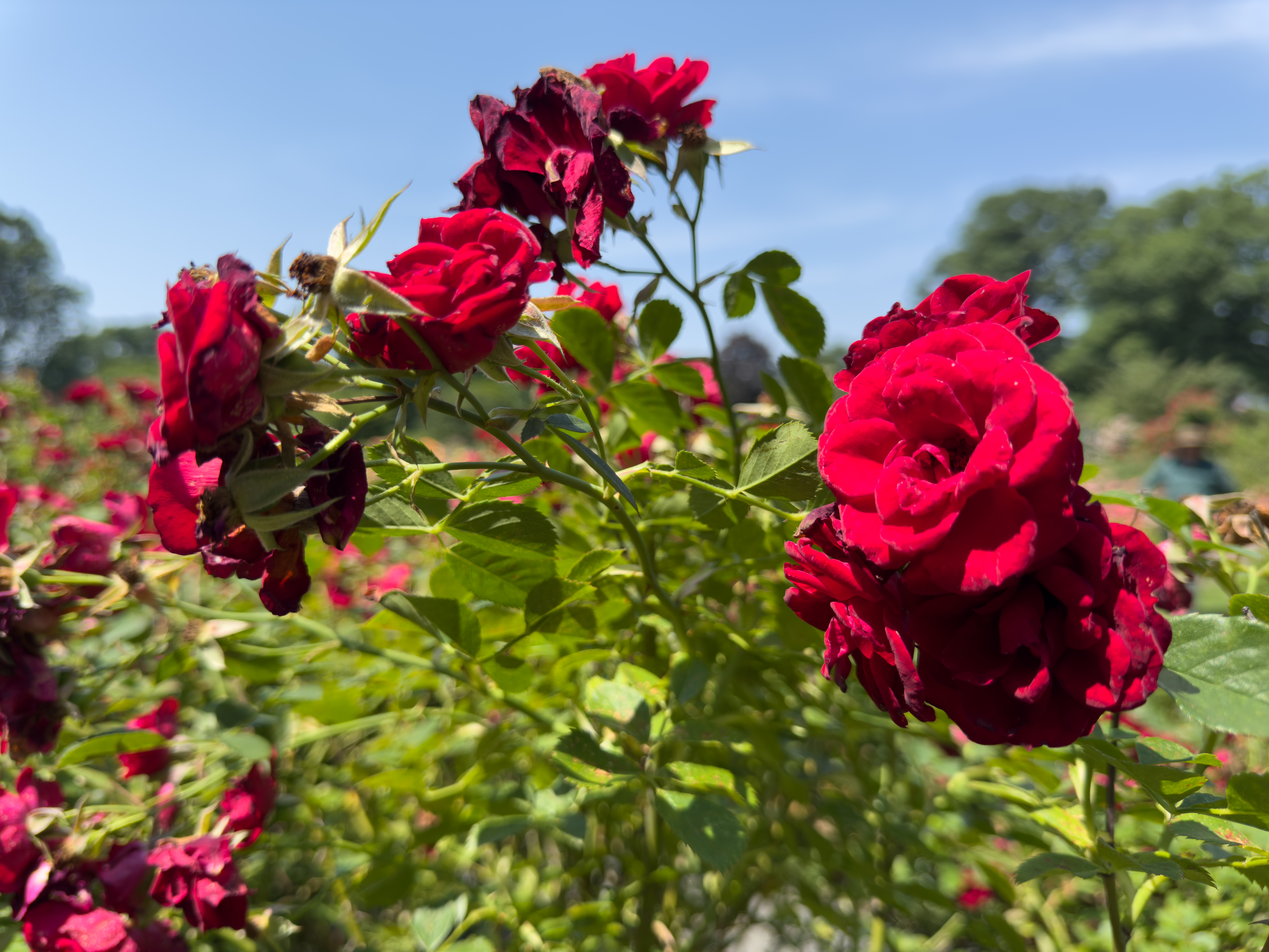Red rose photographed with an iPhone 16 Pro Max