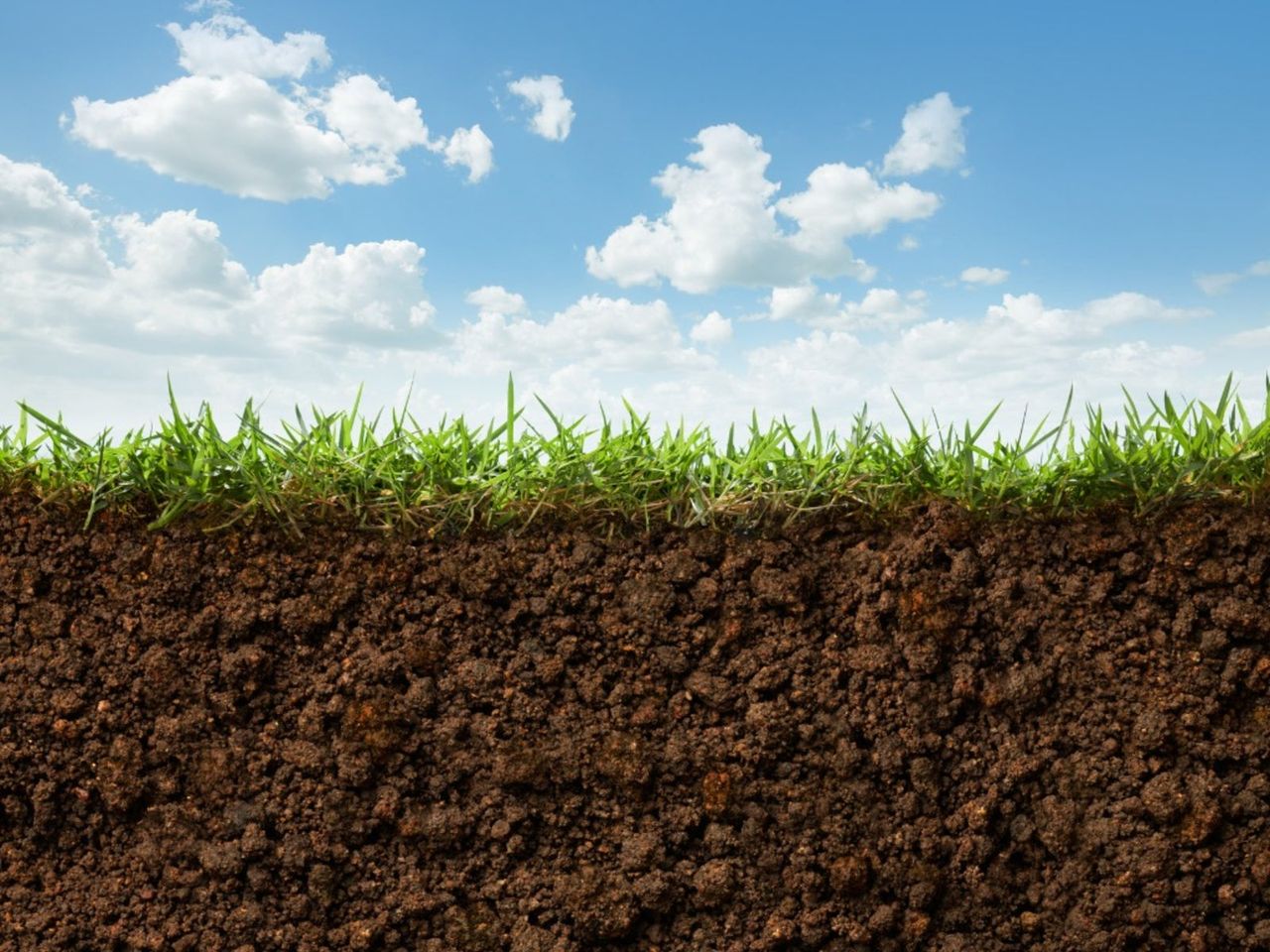 Side View Of Grass And Soil