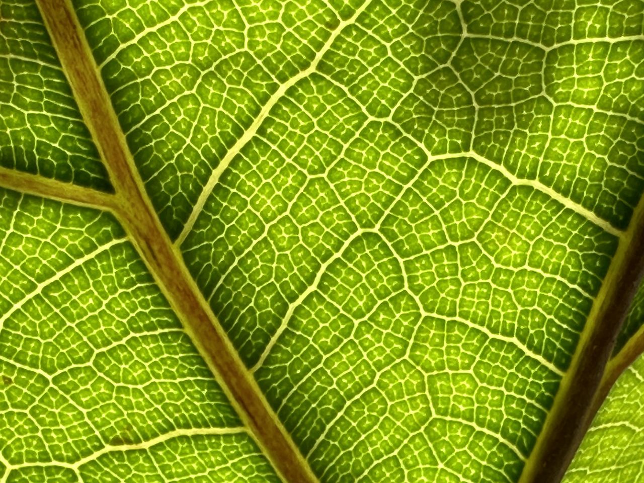 iPhone 14 Pro Max camera sample leaf 15x zoom