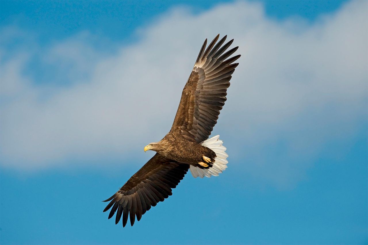 Majestic white-tailed eagles were among the birds counted.