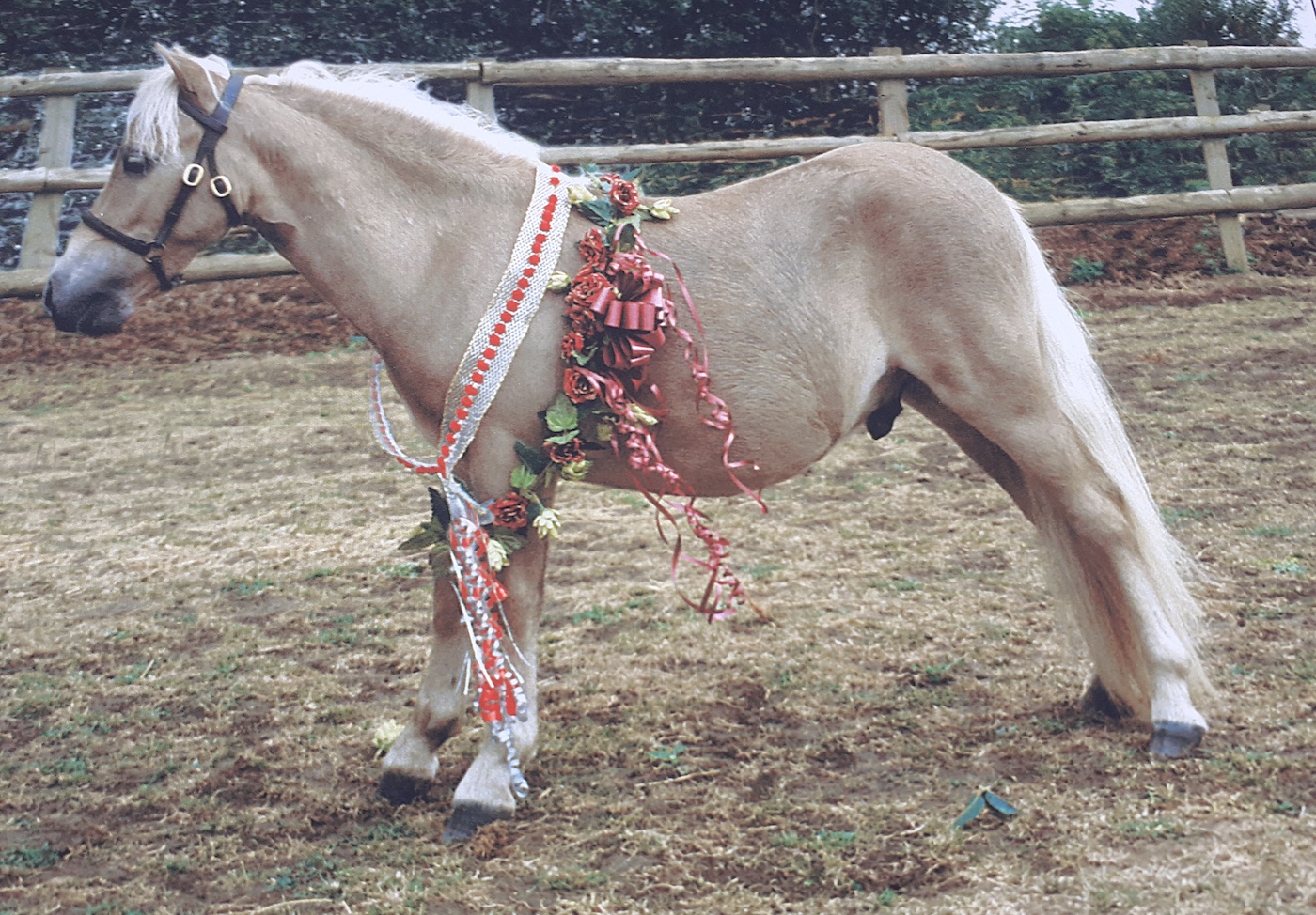 miniature horse