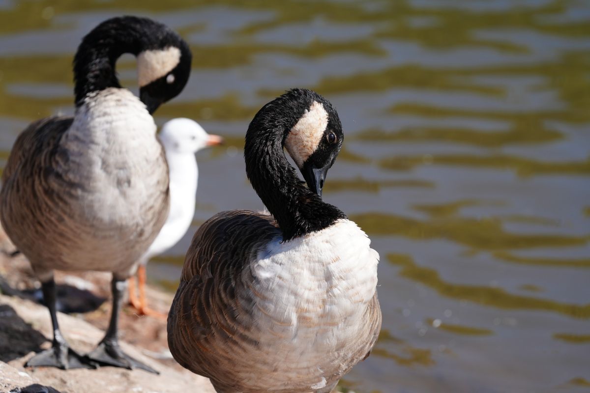 Sony FE 400mm f/4.5 GM OSS sample image