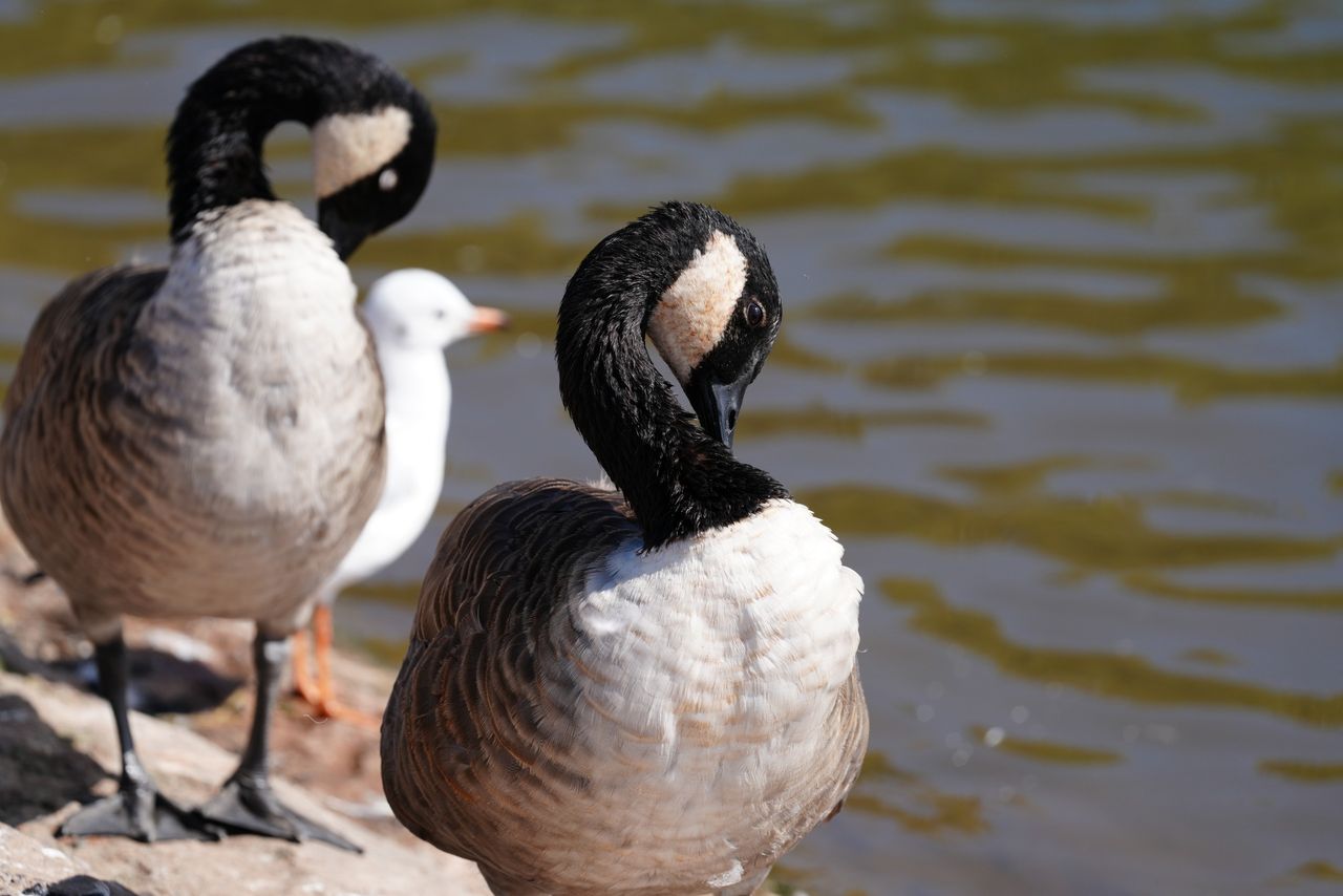 Sony FE 400mm f/4.5 GM OSS sample image