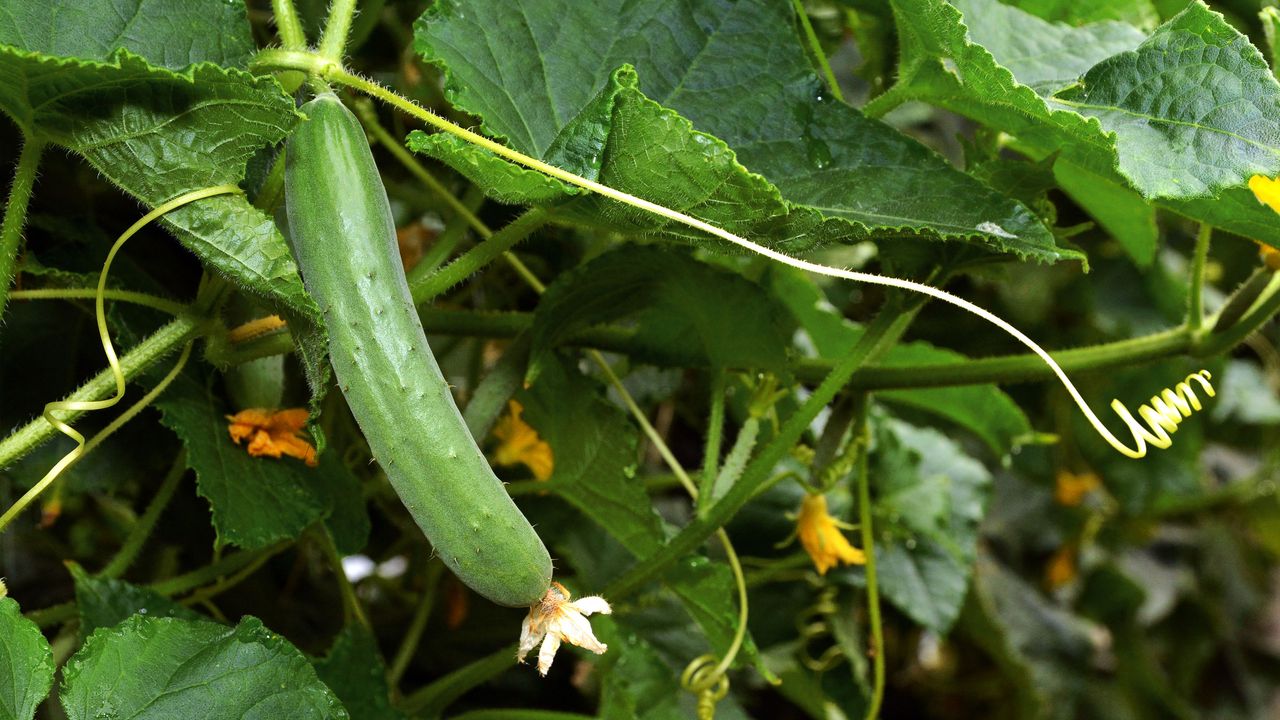 Огурец на английском. Cucumber growing animation Farmer.