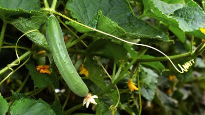 English cucumber growing mistake