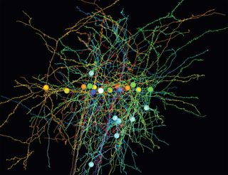mouse brain cells