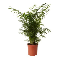 Parlour Palm, 19cm: £22 at B&amp;Q&nbsp;