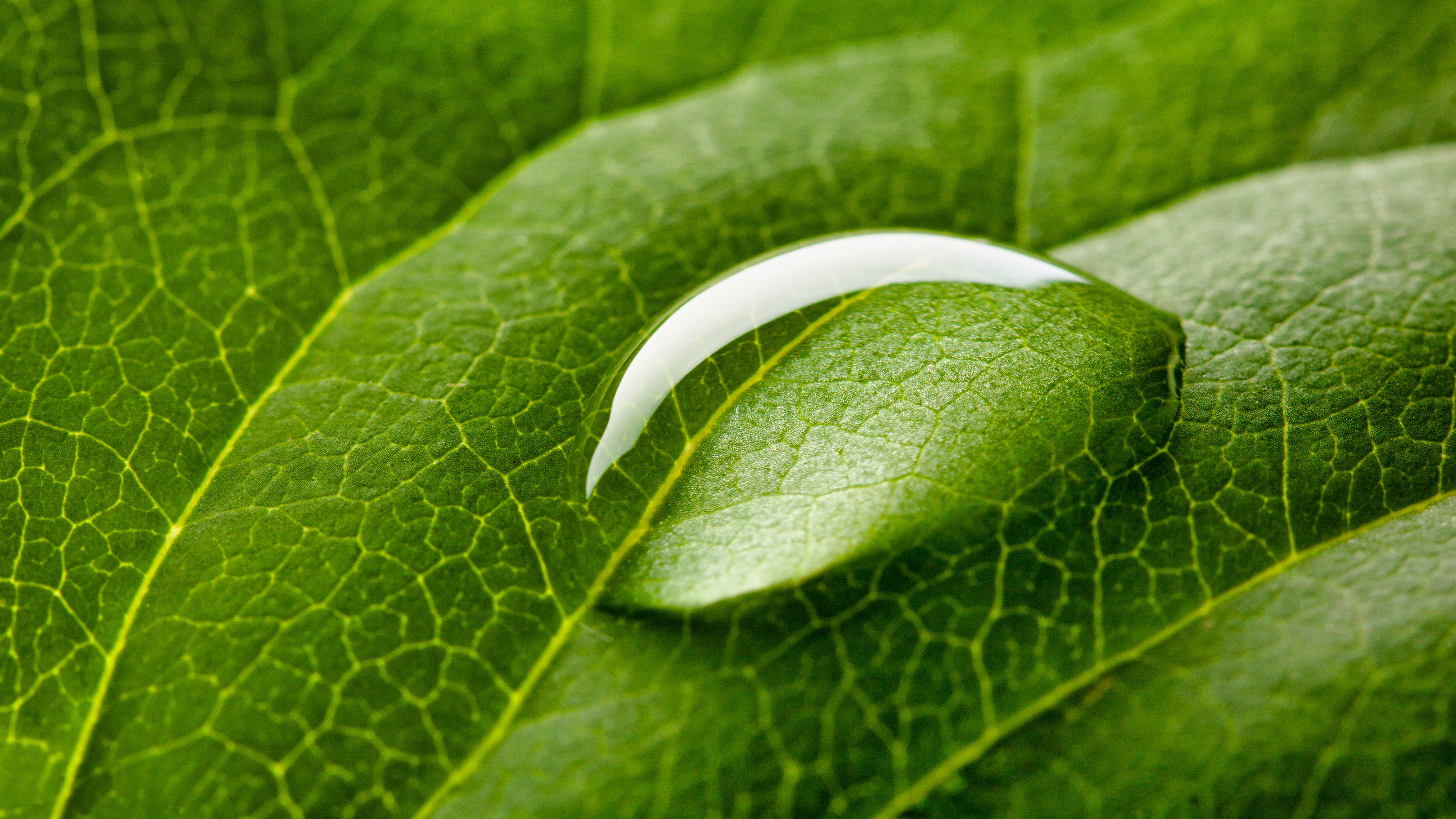 Leaf close up