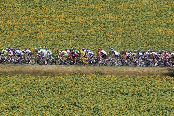 The Tour peloton rolls through fields of sunflowers.
