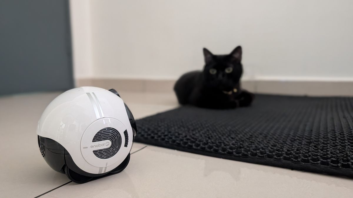 Enabot EBO Max family bot and a black cat in a house
