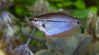 Pearl gourami