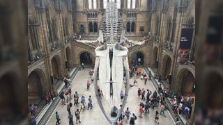 Blue whale skeleton in the Natural History Museum (2018)