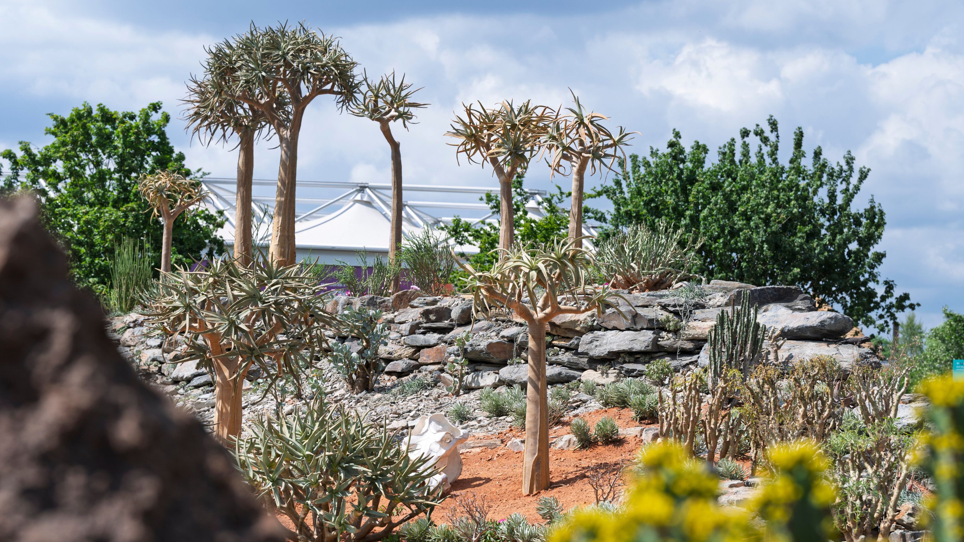 Karoo Succulent Garden. Designed by The Newt in Somerset. Installation. RHS Chelsea Flower Show 2025. Site no. 115