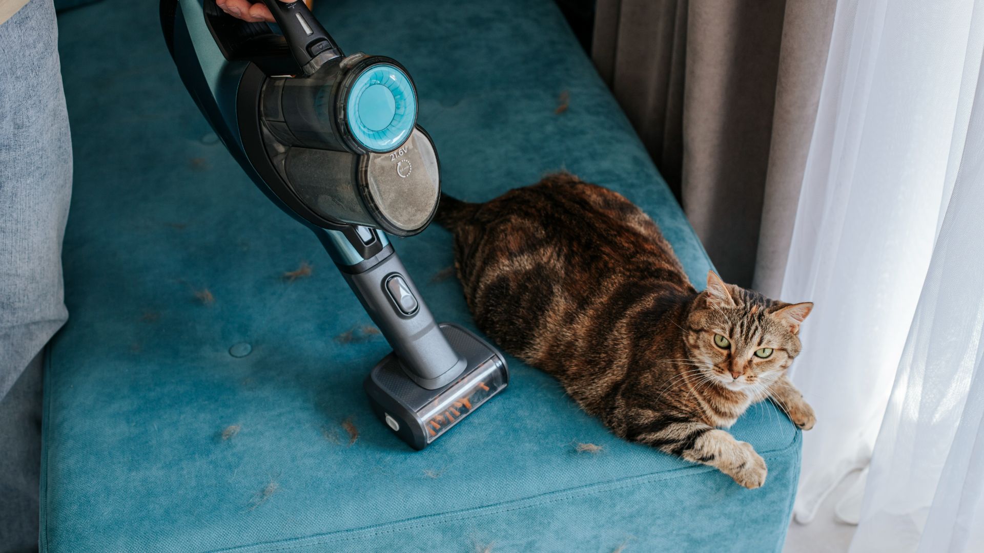 owner vacuuming next to tabby cat