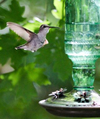 Hummingbird at a feeder