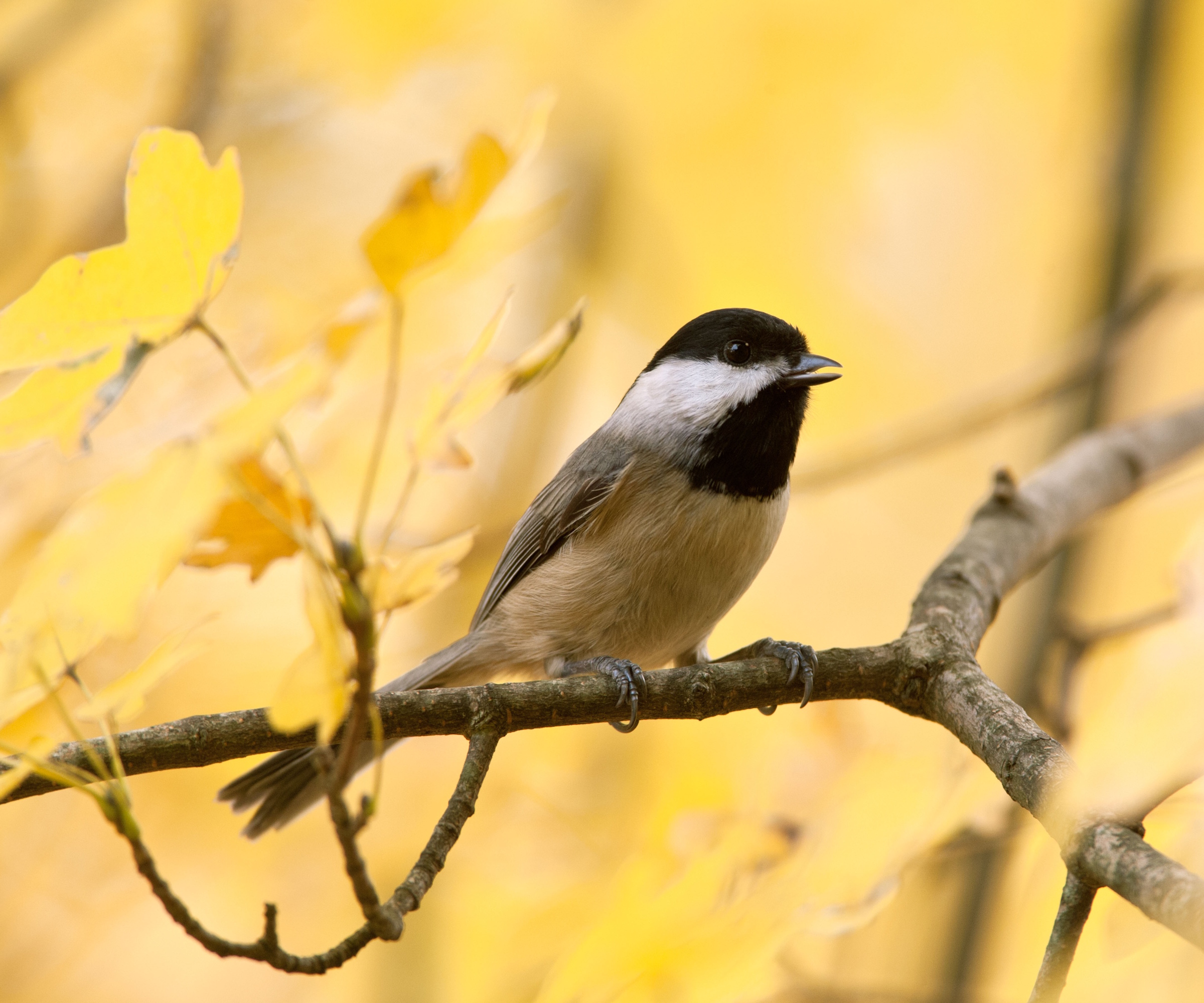 Bird on yellow maple tree