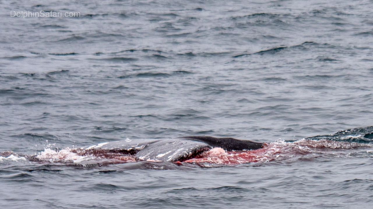 The mother whale's fluke breaches the surface through a pool of blood.