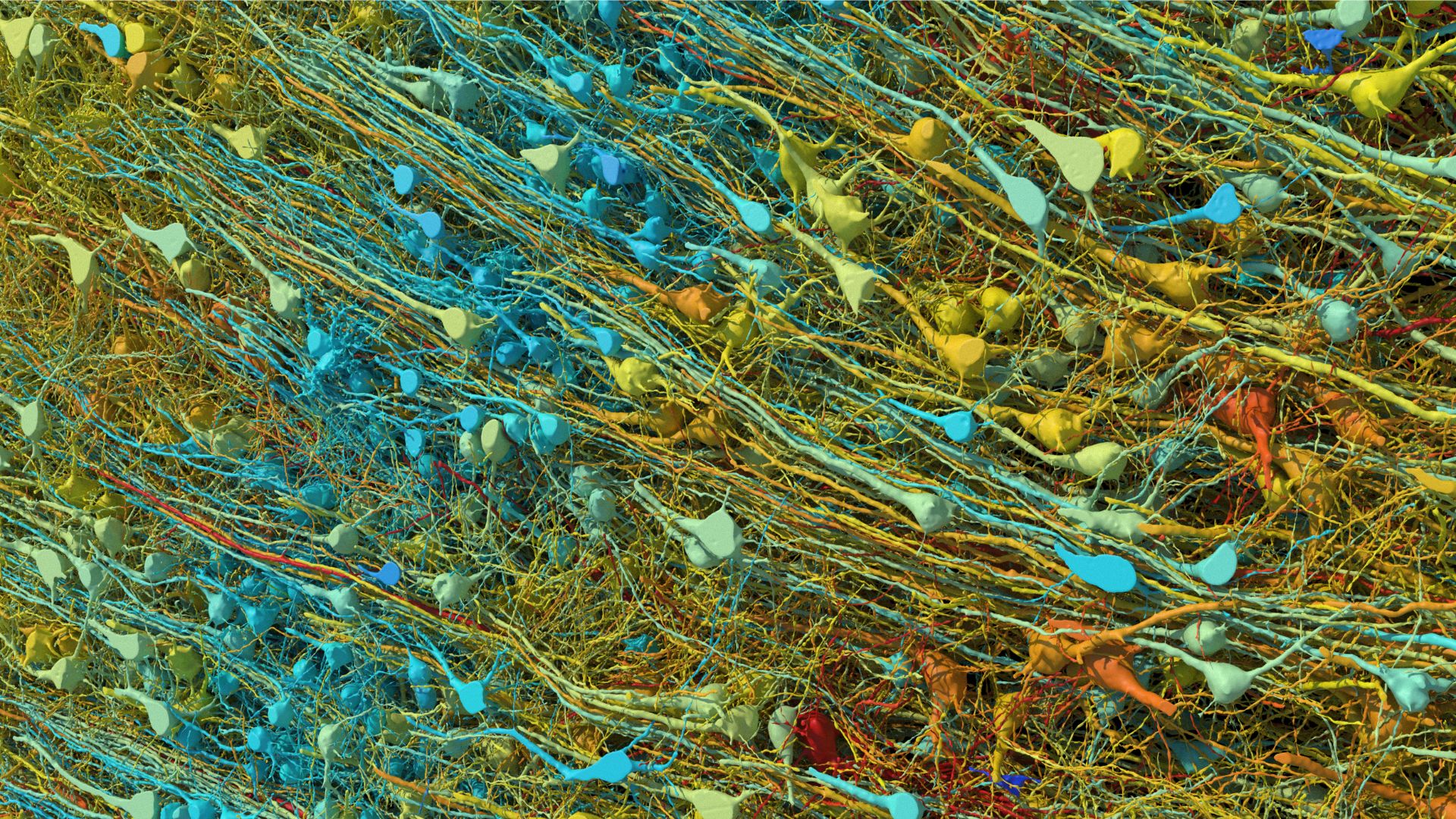 Colorful digital image of neurons connecting in a dense network
