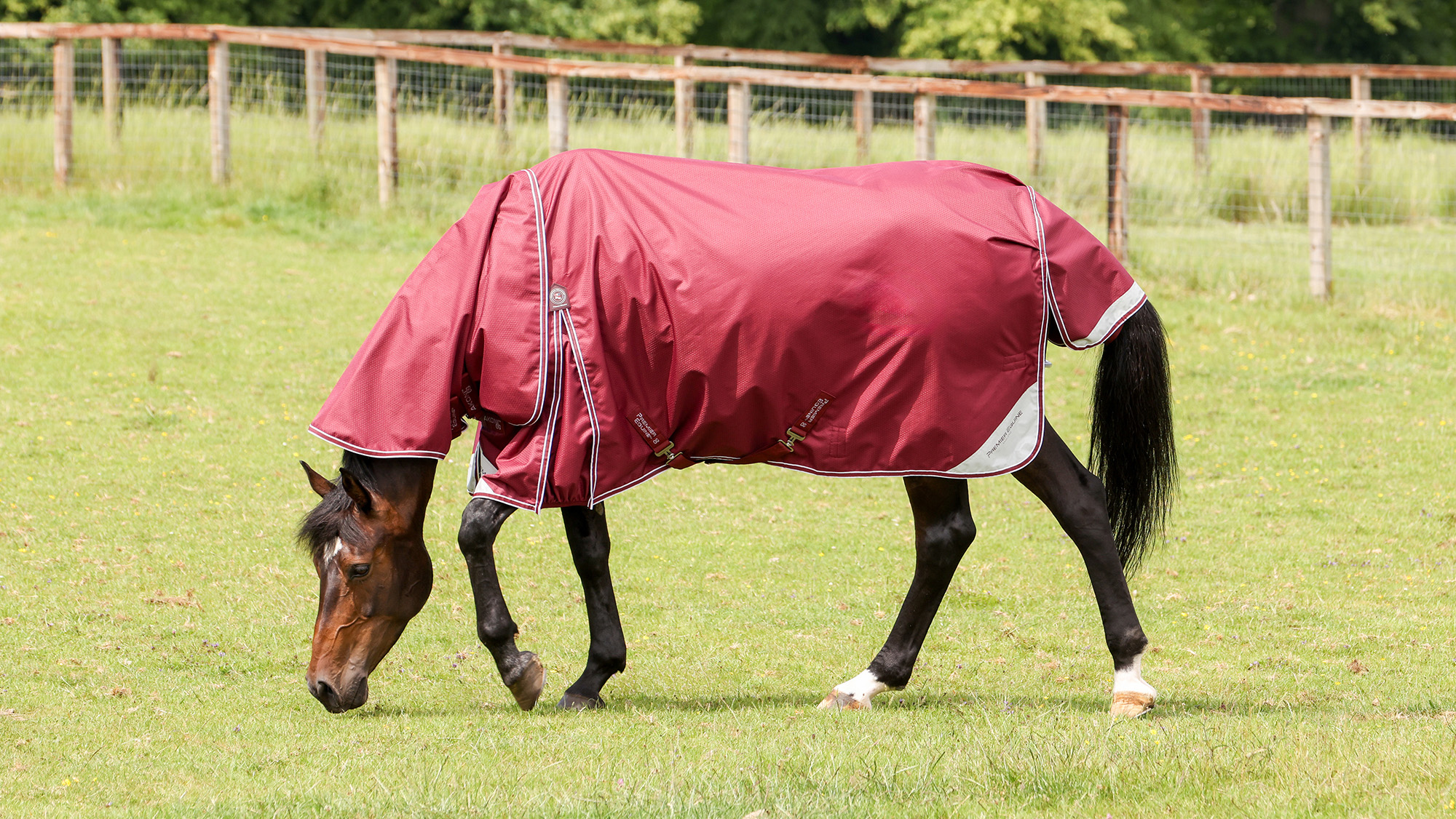 Horse grazing in field wearing a red Premier Equine turnout rug 
