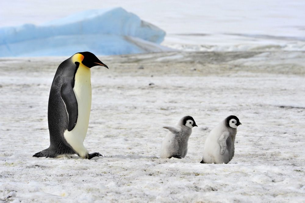 Adult Emperor penguin with two penguin chicks.